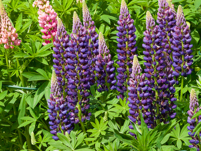 Flowers (03)